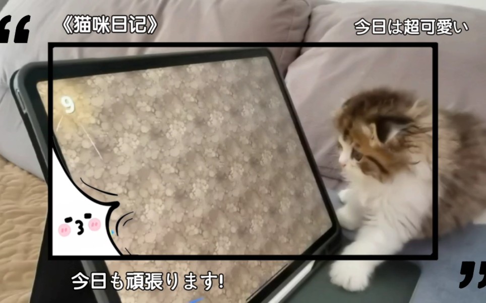 猫咪的快乐时光哔哩哔哩bilibili