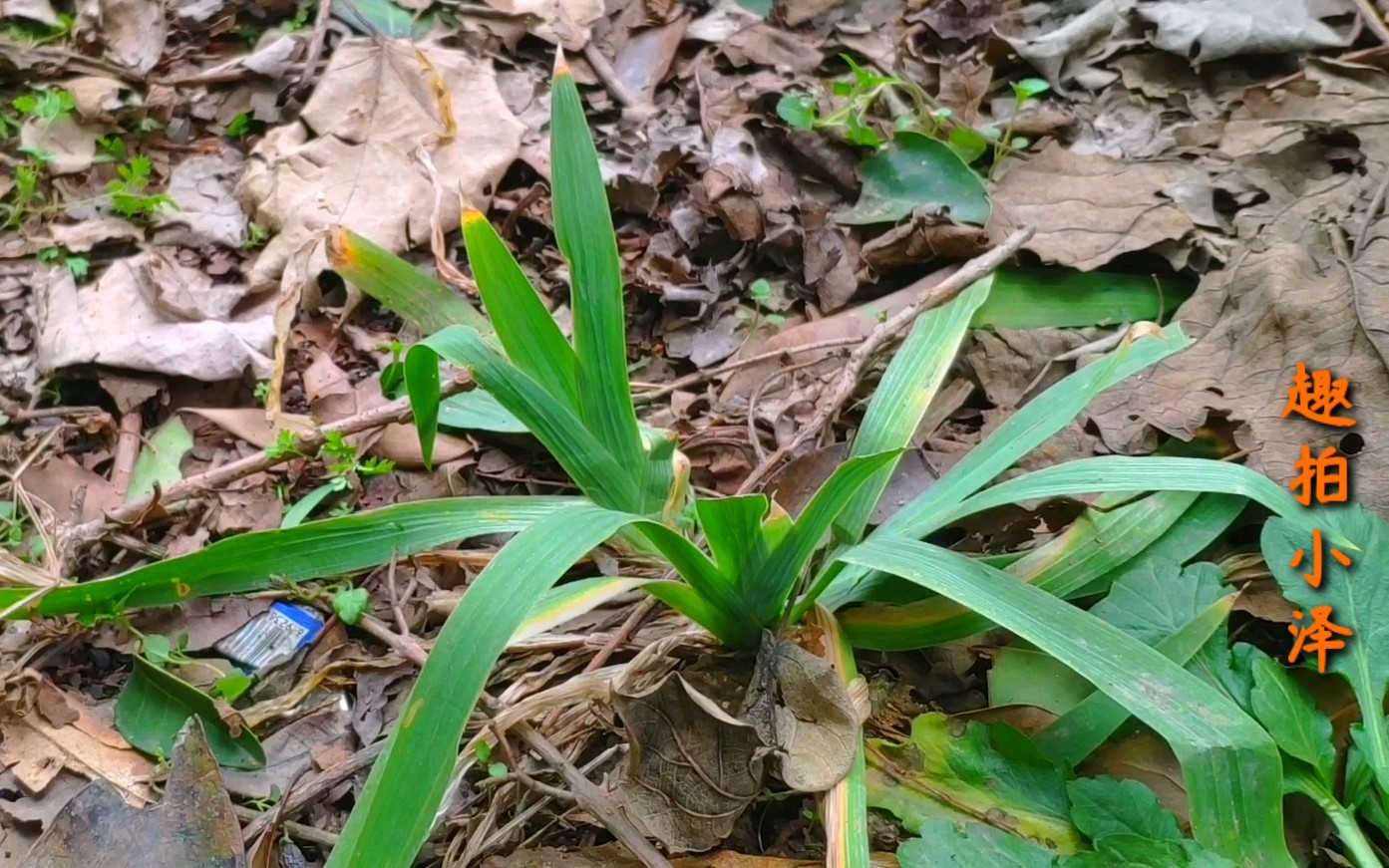 [图]小伙去山野挖野花野草，打算种在自家，却忘了这花草叫什么名字，有点尴尬