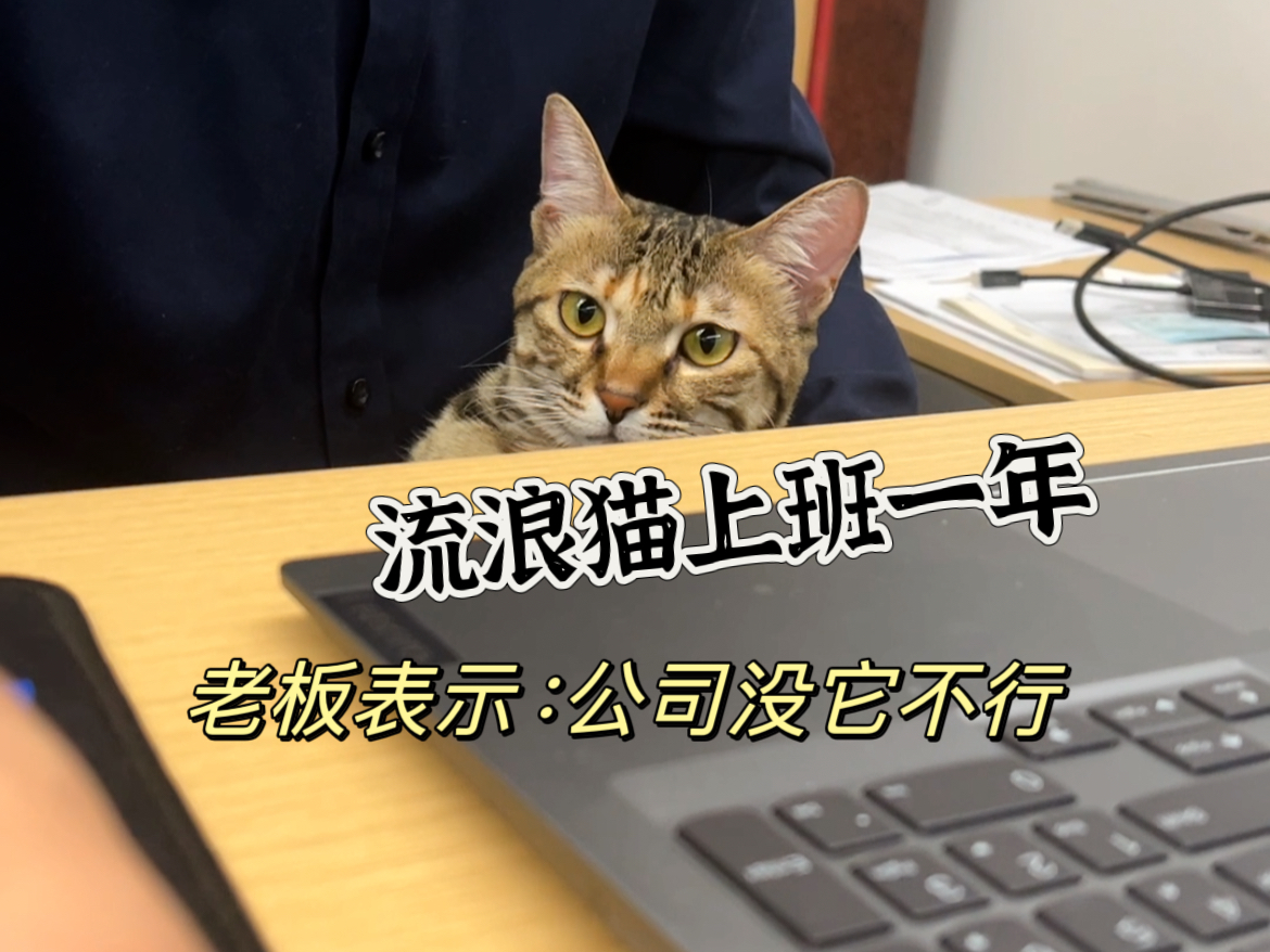 流浪猫在公司上班一年,老板表示:公司没它不行.哔哩哔哩bilibili