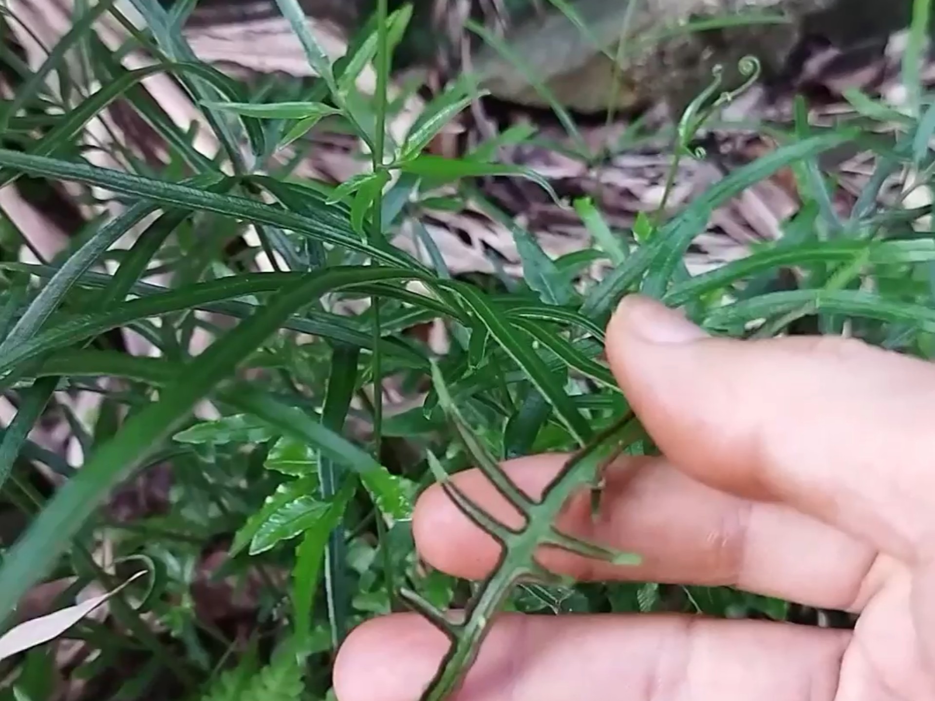 这种长相奇特的草,你那有吗?