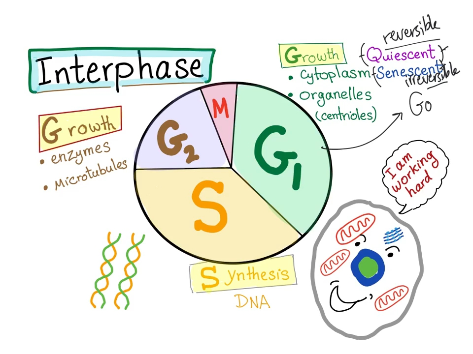 cell cycle (part 2); the interphase!