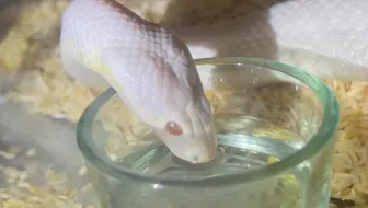 宠物蛇喝水