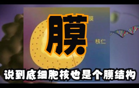 1.3.3继续是膜……细胞核也无非是个膜结构哔哩哔哩bilibili