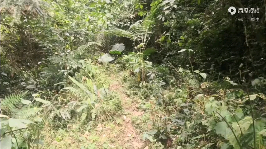 广西深山发现大量野生稀有国宝级植物桫椤,哔哩哔哩bilibili