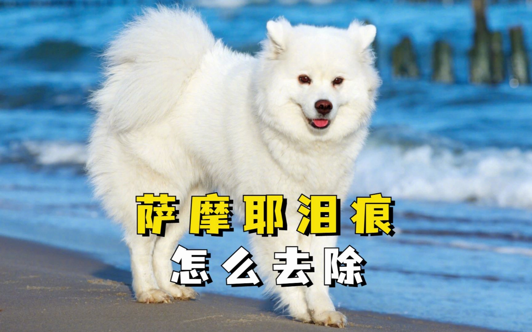 萨摩耶泪痕怎么办?教你4个小方法!