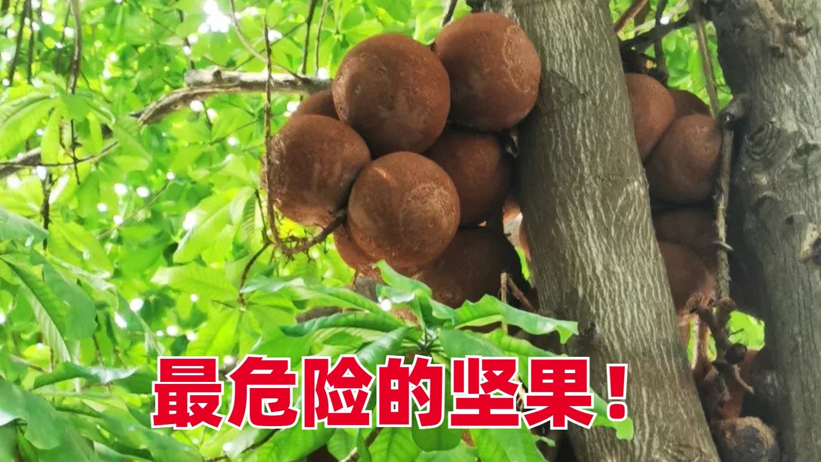 最危险的坚果!外形神似鲍鱼却被称为"森林炸弹"的新疆特产鲍鱼果