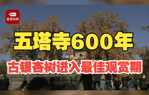 快来打卡!五塔寺600年古银杏树进入最佳观赏期哔哩哔哩bilibili