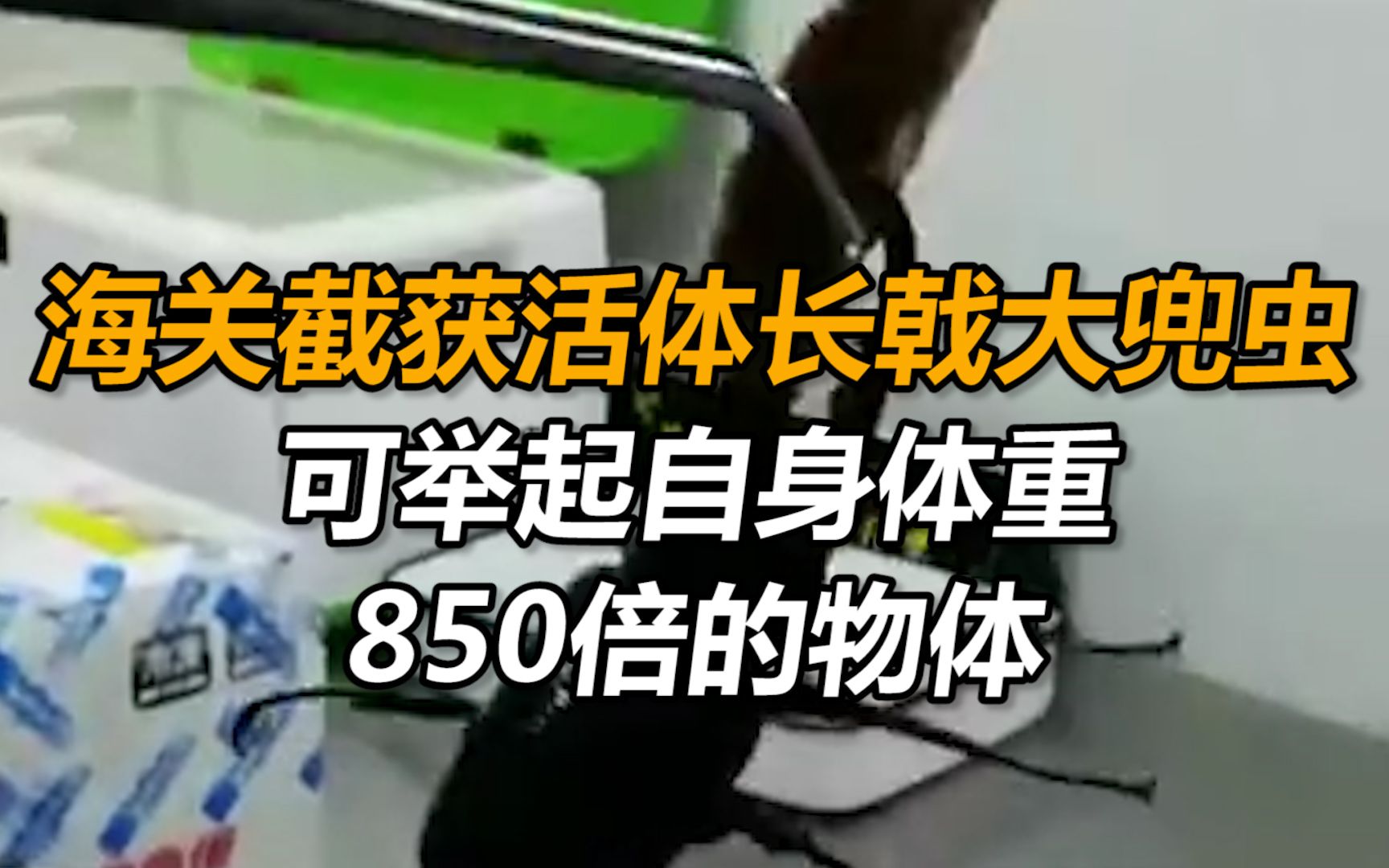 世界最长!海关截获8只活体长戟大兜虫,可举起自身体重850倍的物体哔哩哔哩bilibili