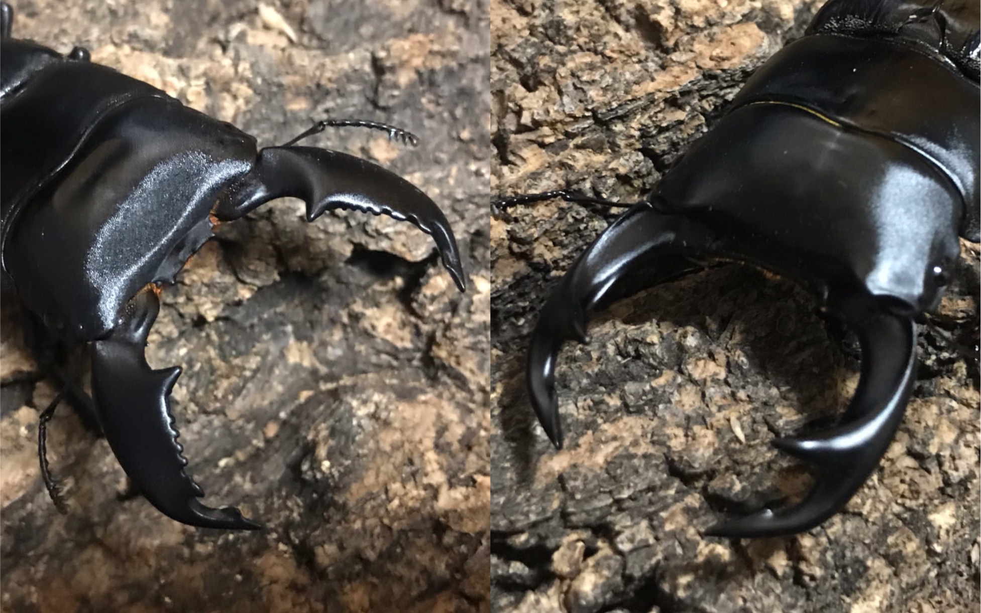 身残志坚的断符节71弯角大锹击败73苏门