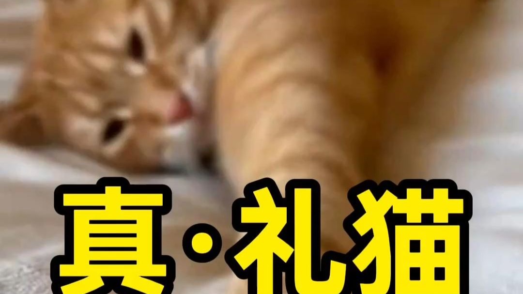 今天是驾驶员小猫