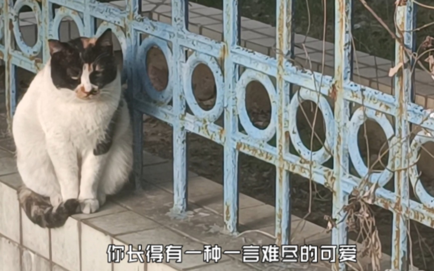 [图]学校菊苑侧门的猫