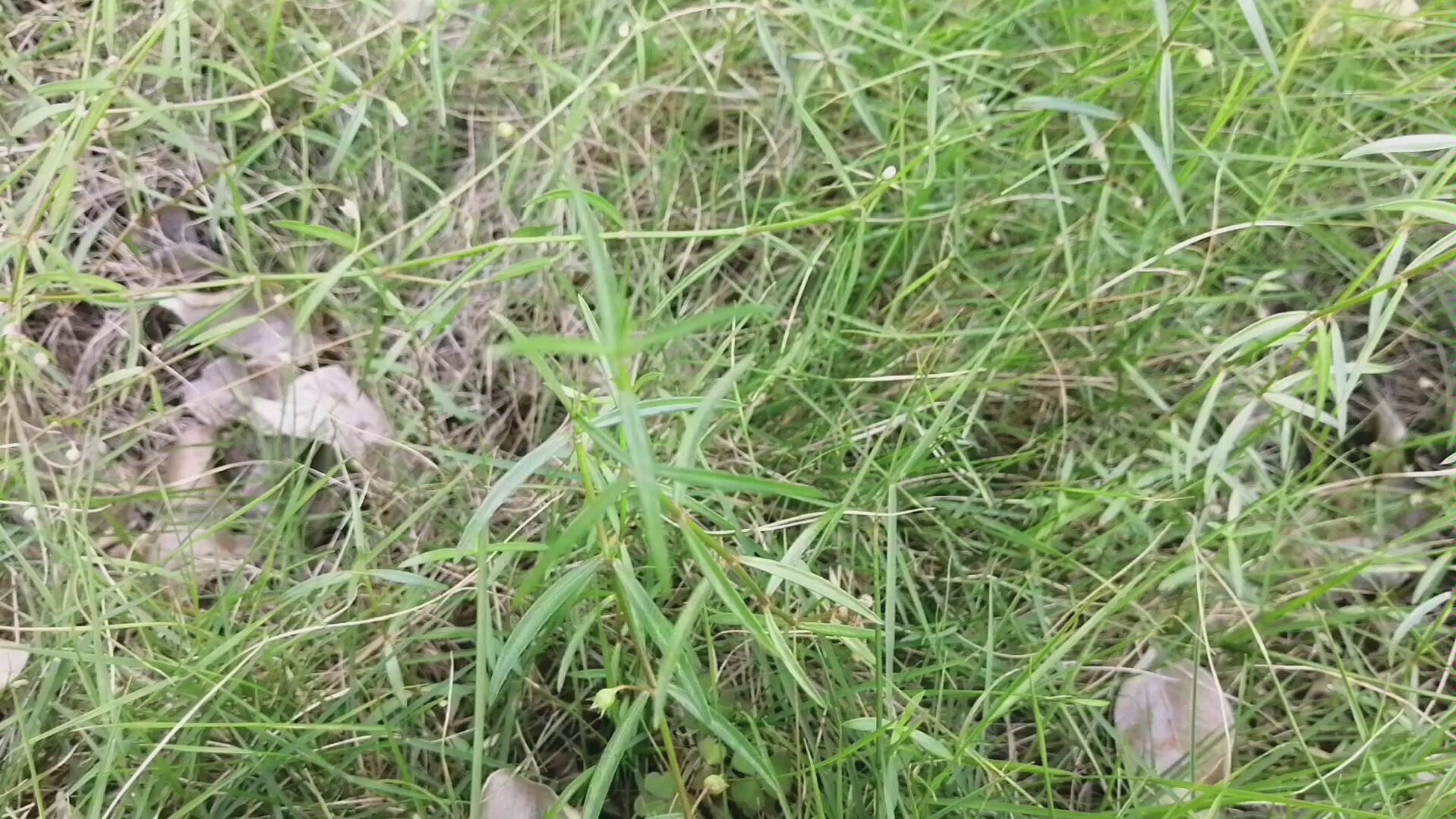 白花蛇舌草的功效与作用及副作用(白花蛇舌草的功效与作用及副作用猫爪草)