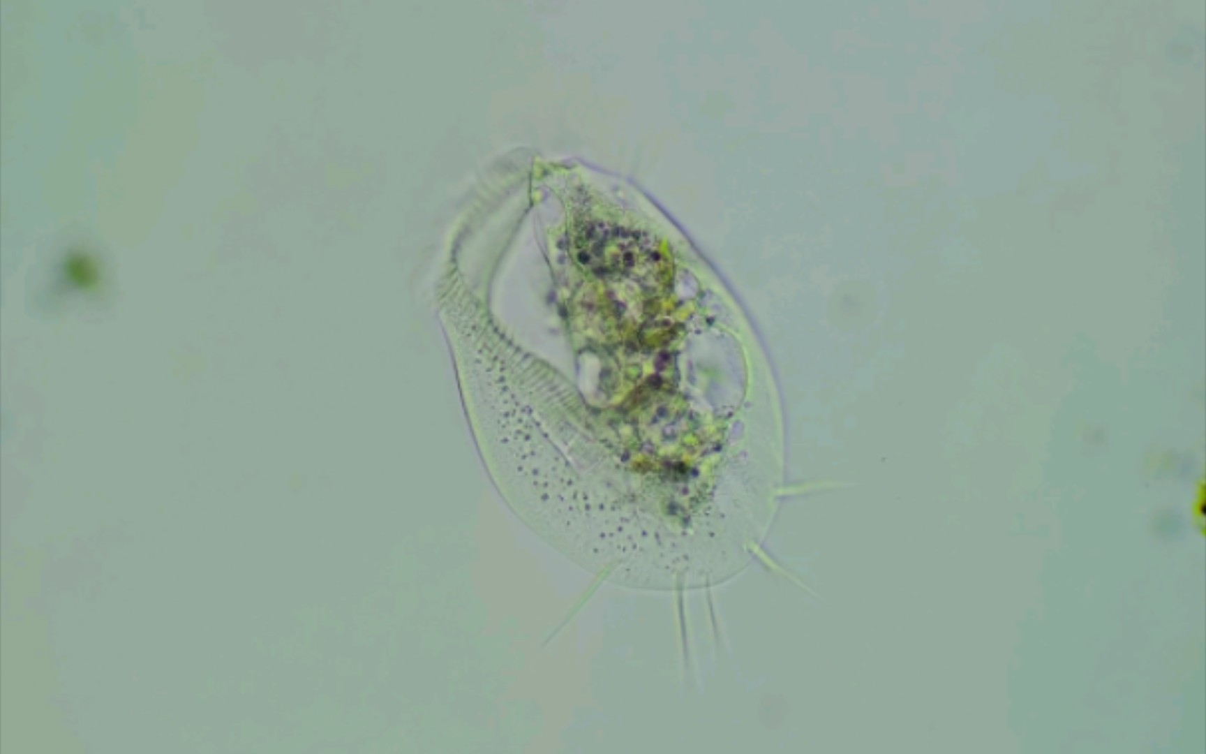 显微镜观察小记之-游仆虫