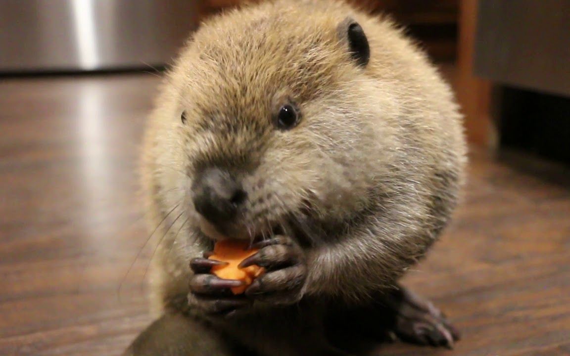 河狸海狸河狸宝宝嘤嘤嘤的吃了起来