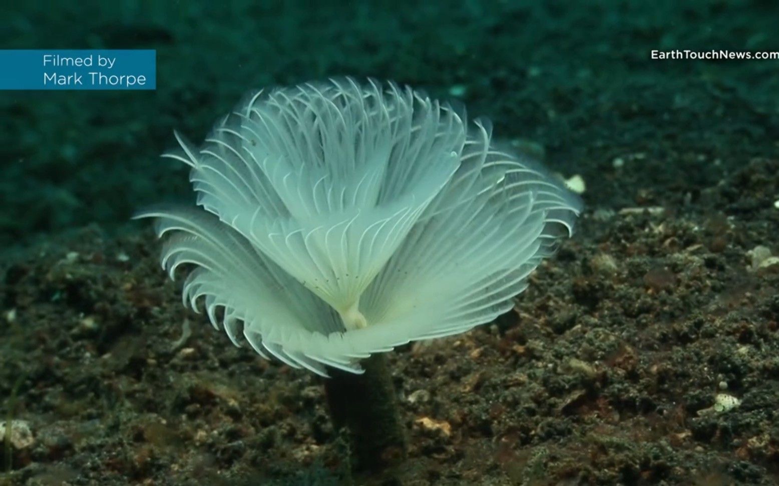 大羽毛管虫,飞羽管虫~~,英文俗名feather duster worms,(鸡毛掸子蠕虫