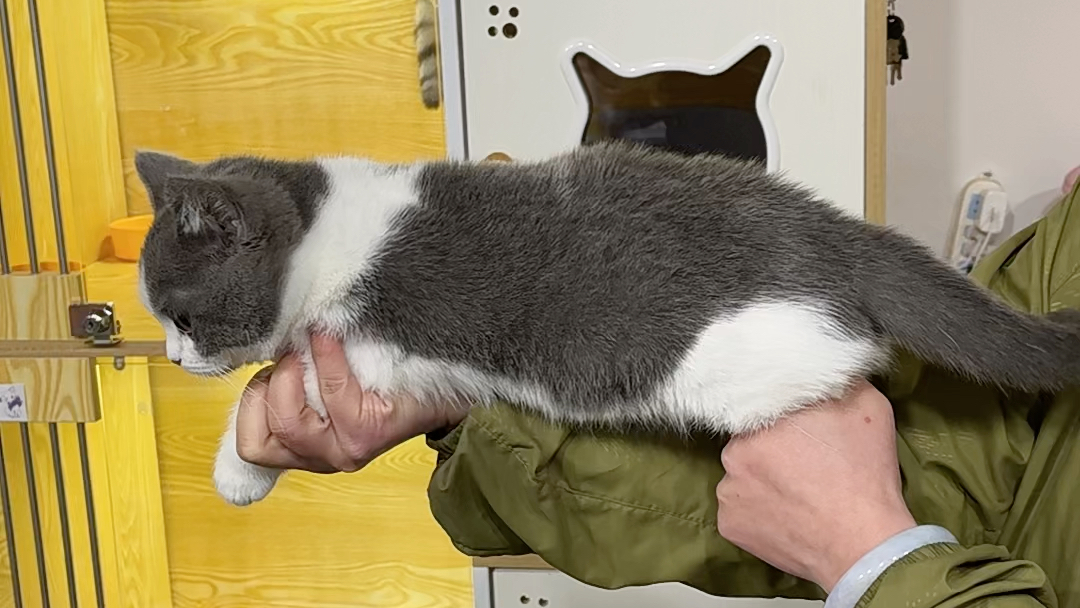 新入手的猫枪突突突