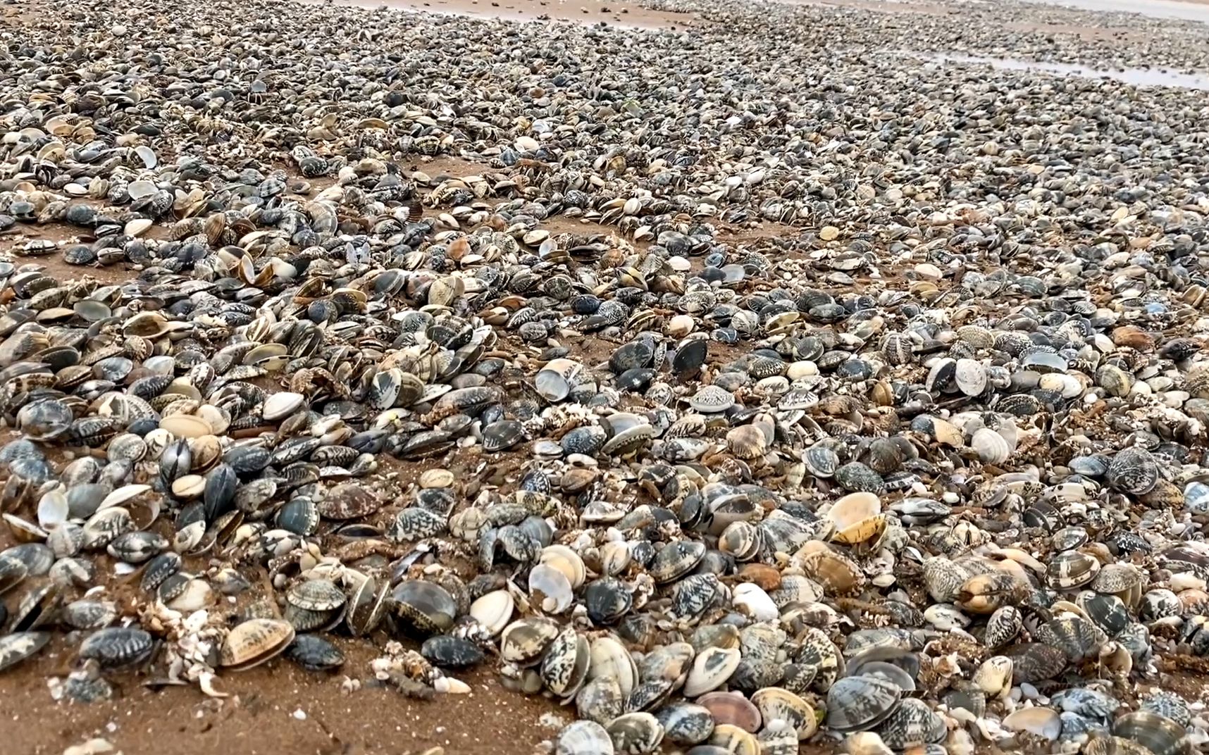 大庆赶海,涨潮往回走遇到大片花甲被吹上岸,螃蟹都在沙滩上安家