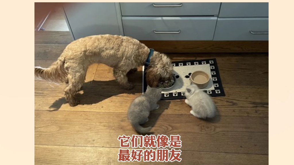 狗是人类好帮手,还能照顾其他小动物