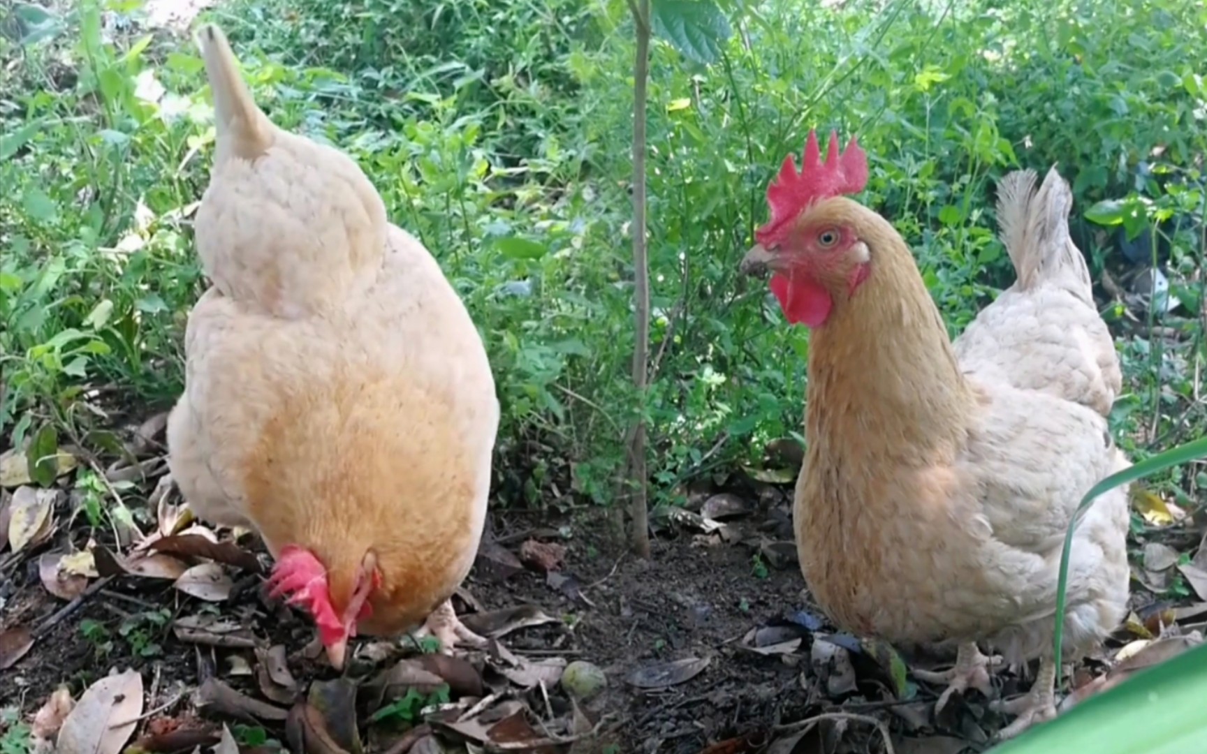 阳光落叶绿草丛 两只母鸡觅食中