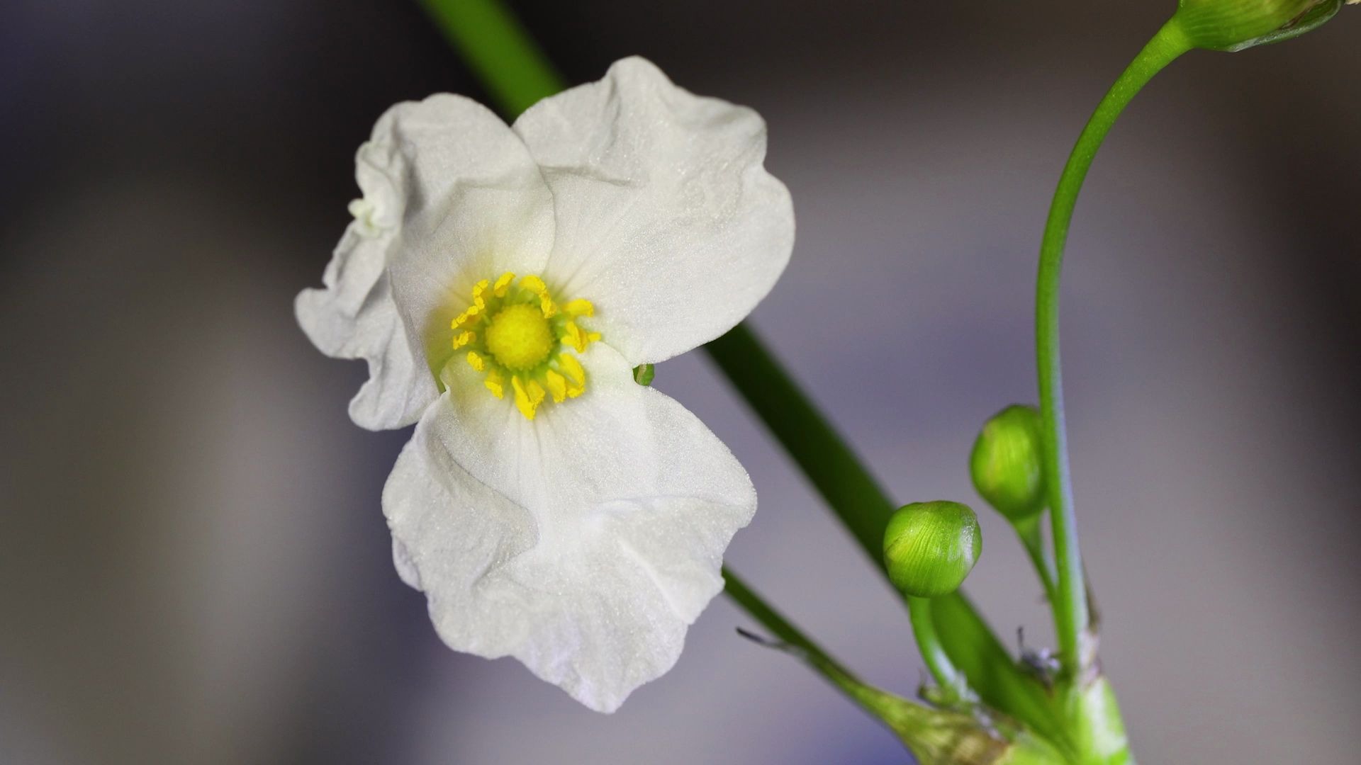 【延时】见过九冠草开花吗?九冠草开花延时哔哩哔哩bilibili