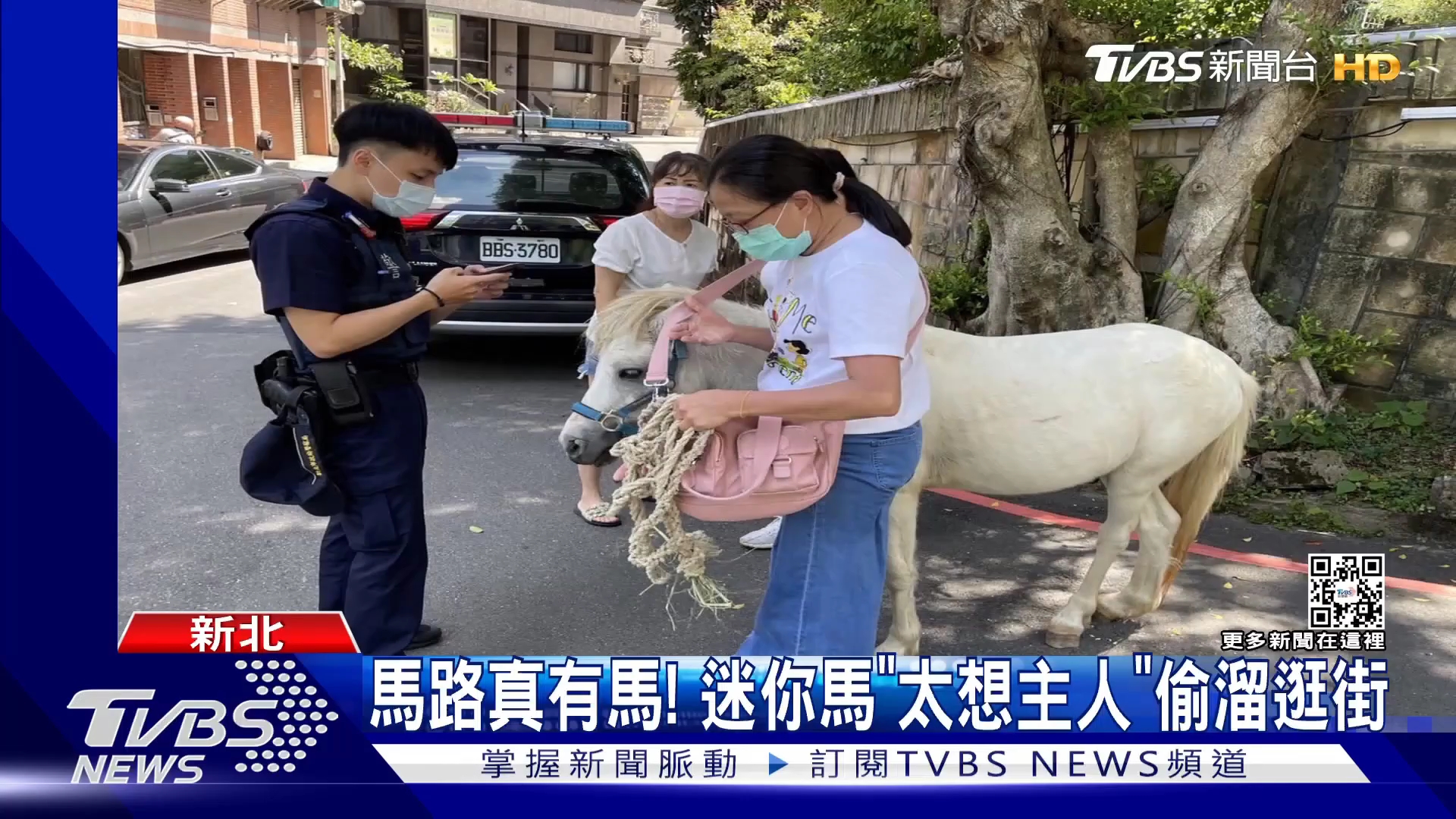 马路真有马!台湾迷你马“太想主人”偷溜逛街……哔哩哔哩bilibili