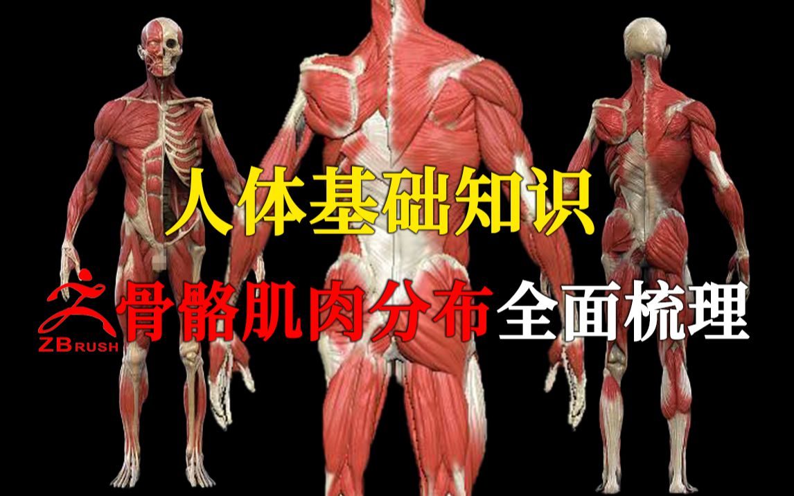 [图]人体全身肌肉骨骼结构解析，零基础人体结构认知，zbrush人物角色新手必学教程。