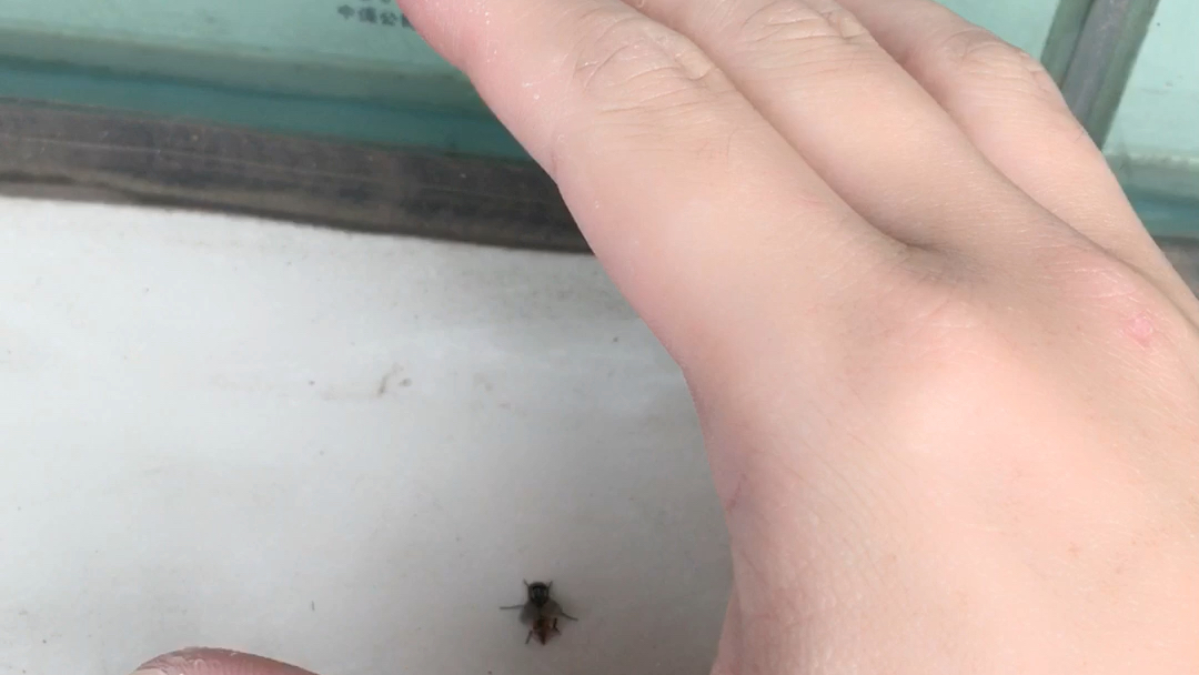 徒手抓苍蝇教学居然成功了……么_哔哩哔哩_bilibili