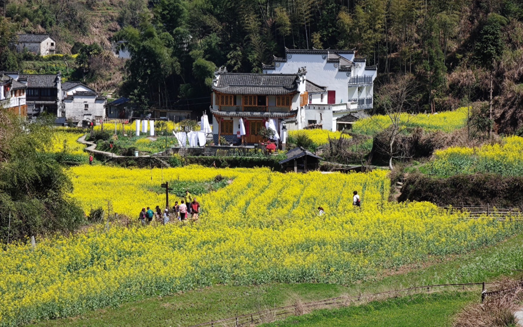 安徽婺源油菜花图片