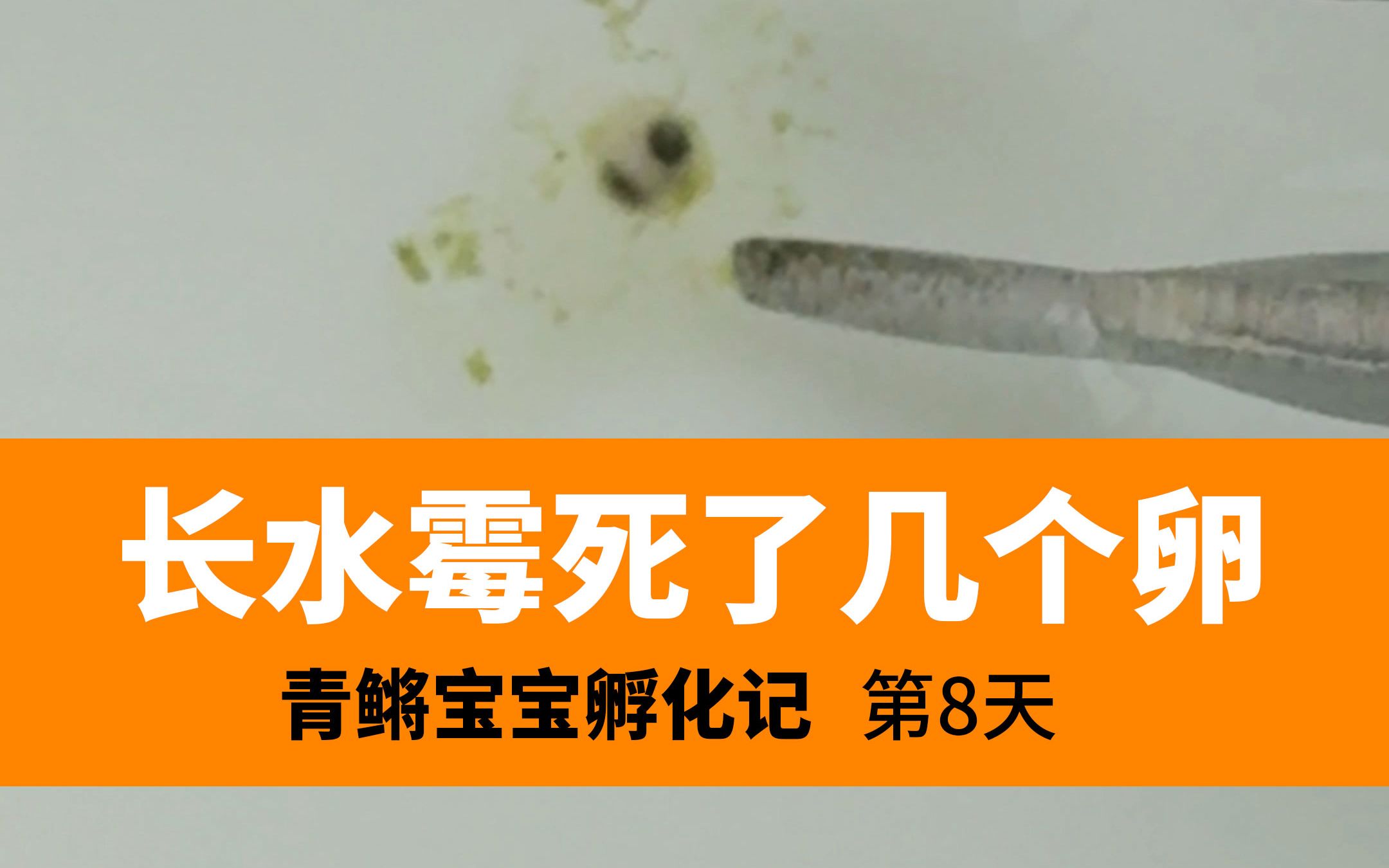 记录青鳉鱼卵孵化的第8天 有些卵长水霉死了