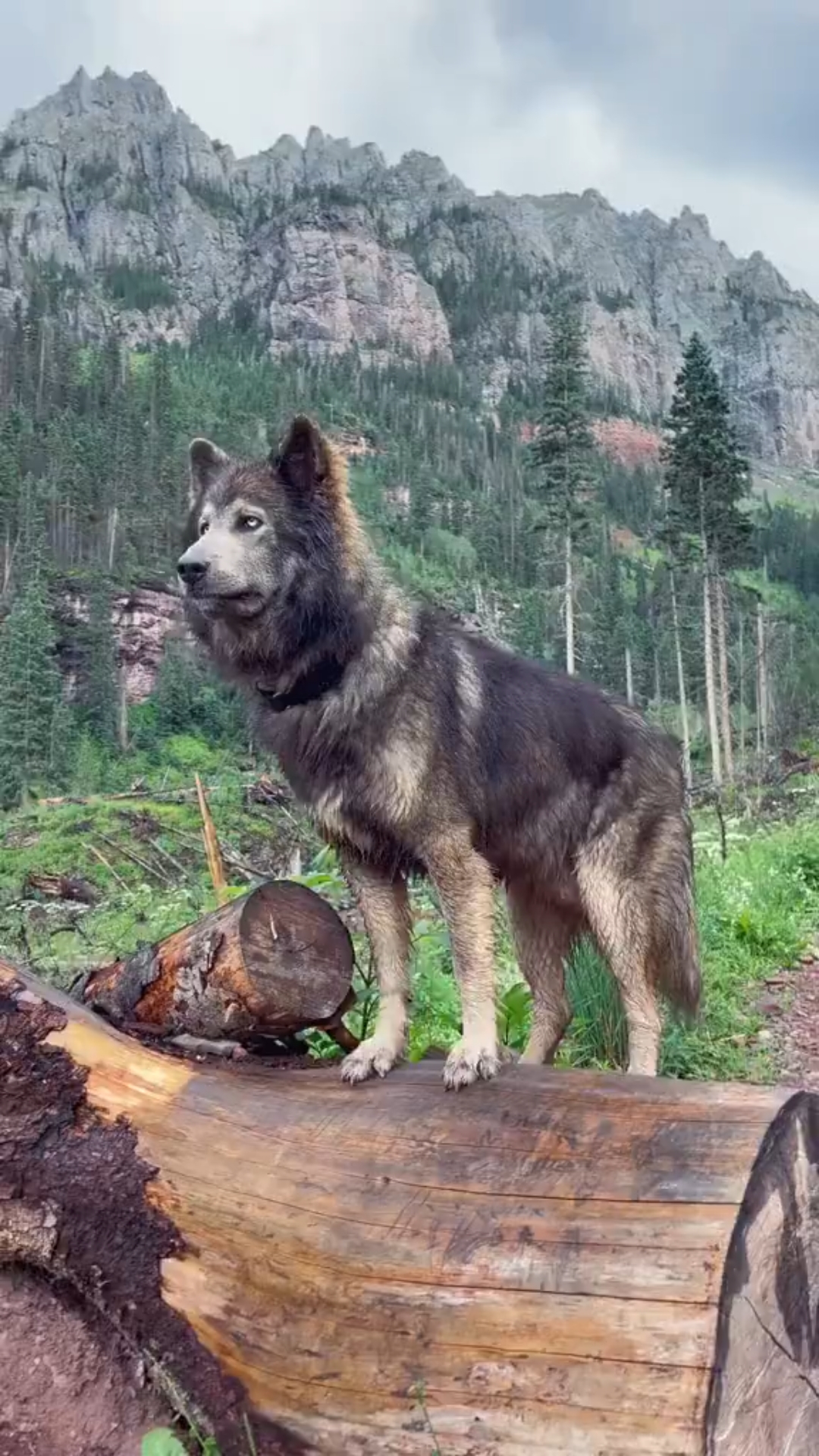 [图]蓝湾牧羊犬，真正的森林之王。