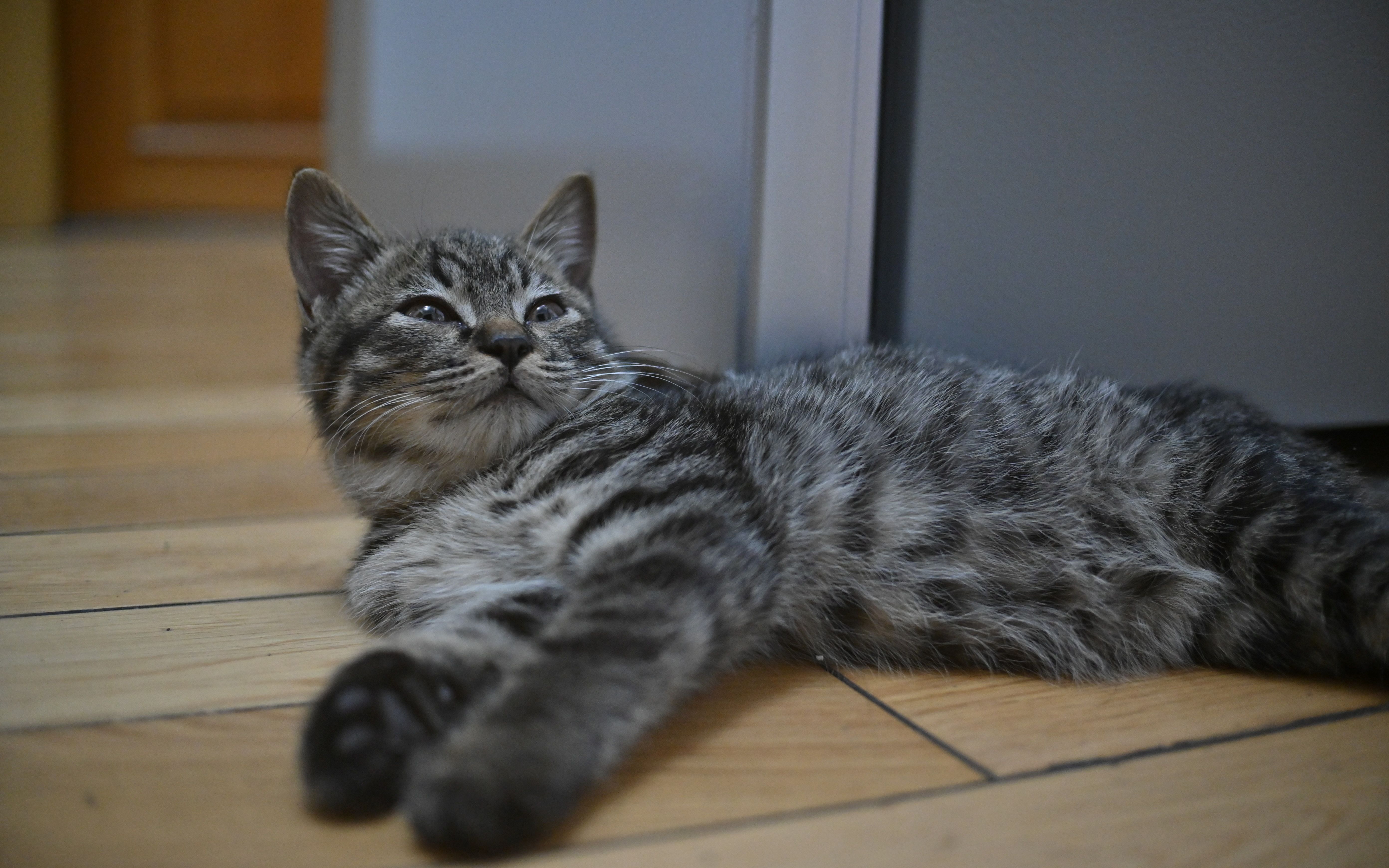 瞌睡小咪陪大家入睡08