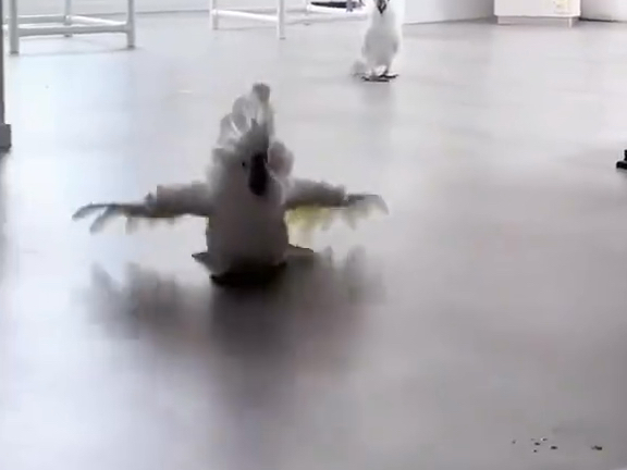 萌宠小屋看这只沙雕雨伞巴丹葵花鹦鹉,走个路还出洋相,耍帅耍翻车了吧