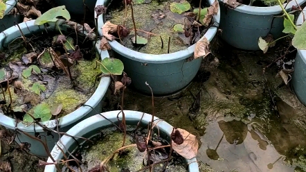 [图]观赏荷花并蒂莲都是可遇不可求的事，这一盆同时出了两朵并蒂莲。可惜我一朵也没拍到