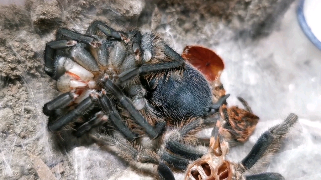 可爱的哥虎褪皮了_哔哩哔哩 (゜-゜)つロ 干杯~-bilibili