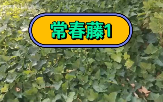 常春藤的药用价值1哔哩哔哩bilibili