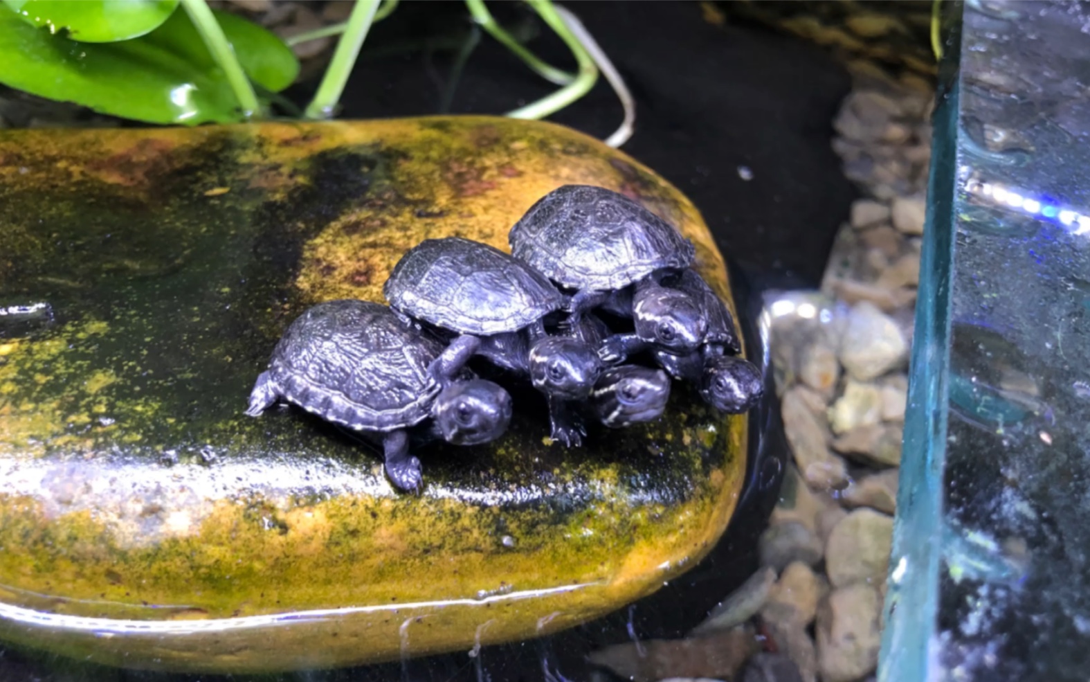 头盔蛋龟苗一个冬天竟然长这么大了