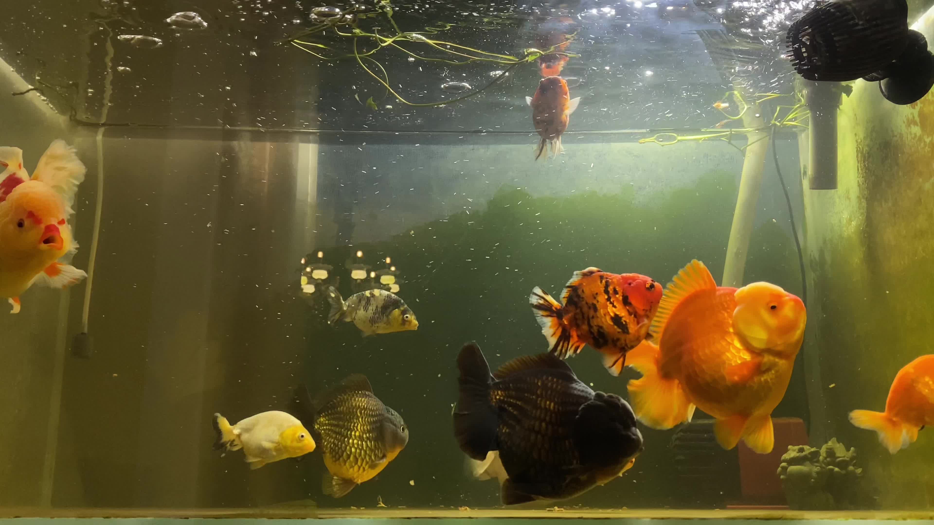 95畅游水族箱! aquarium fun 95