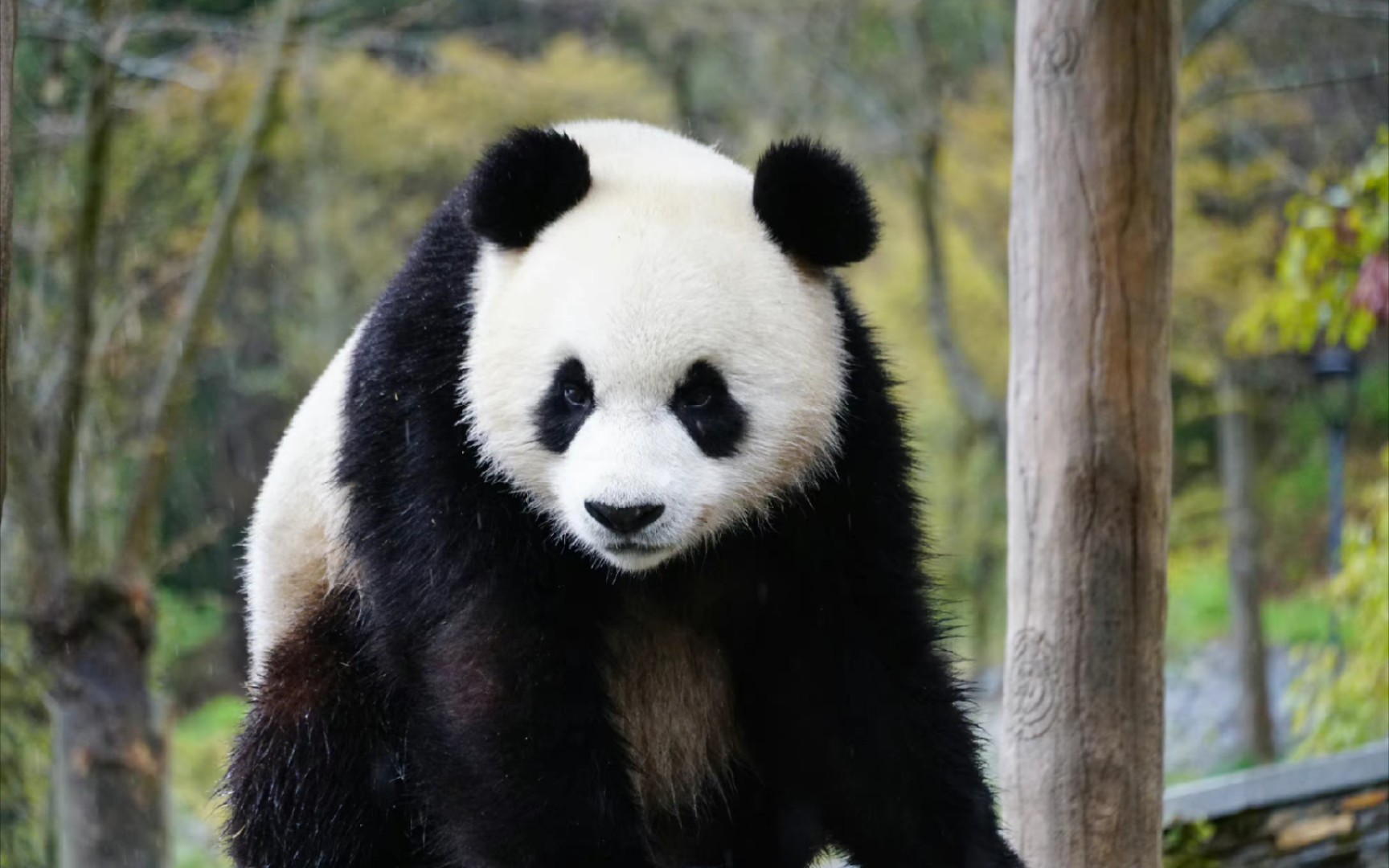 活动作品雨声中的皓月伸懒腰发呆