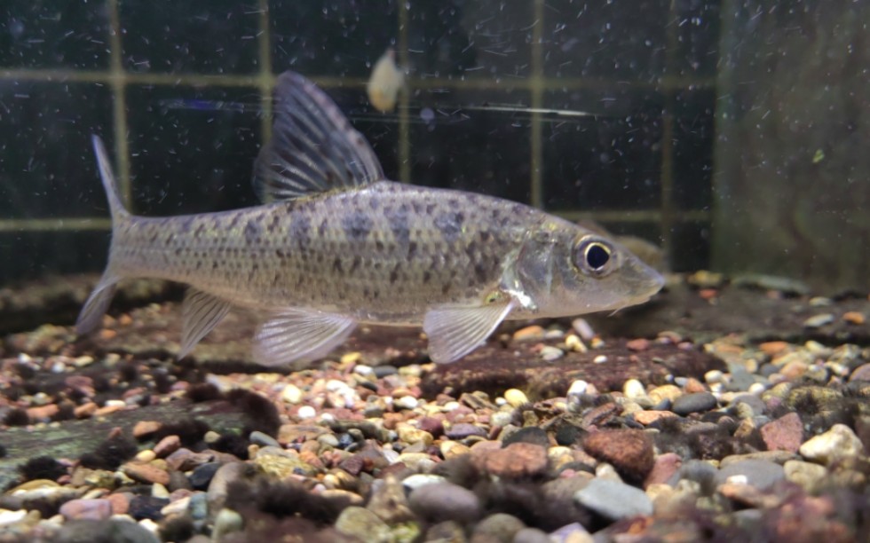 花47 hemibarbus maculatus