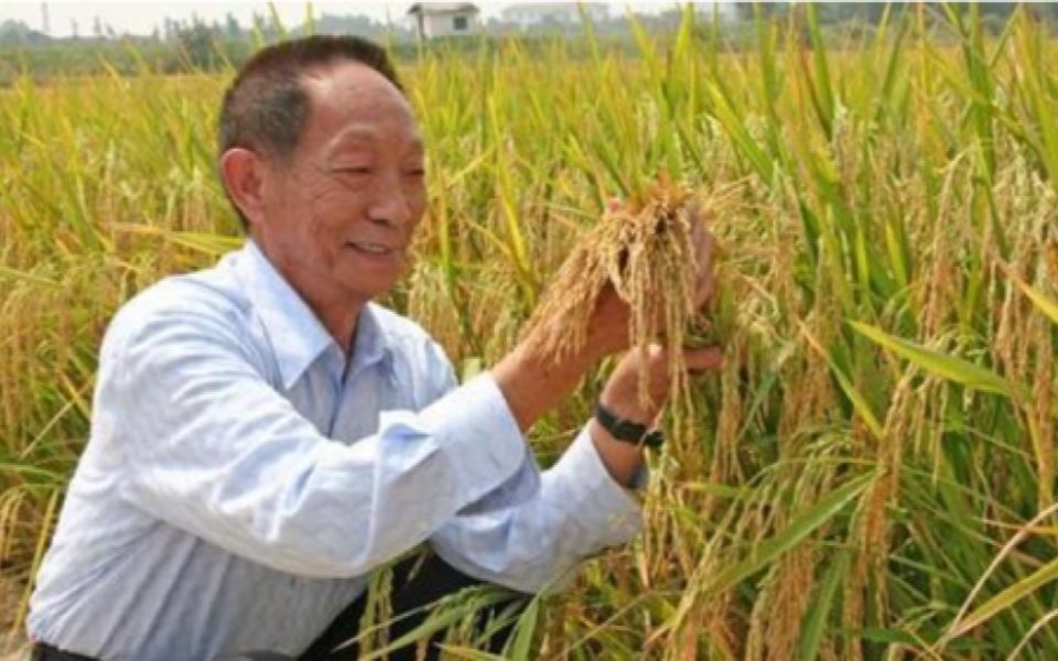 [图]缅怀！当代神农氏【袁隆平】爷爷 后辈们定永不相忘您的恩情