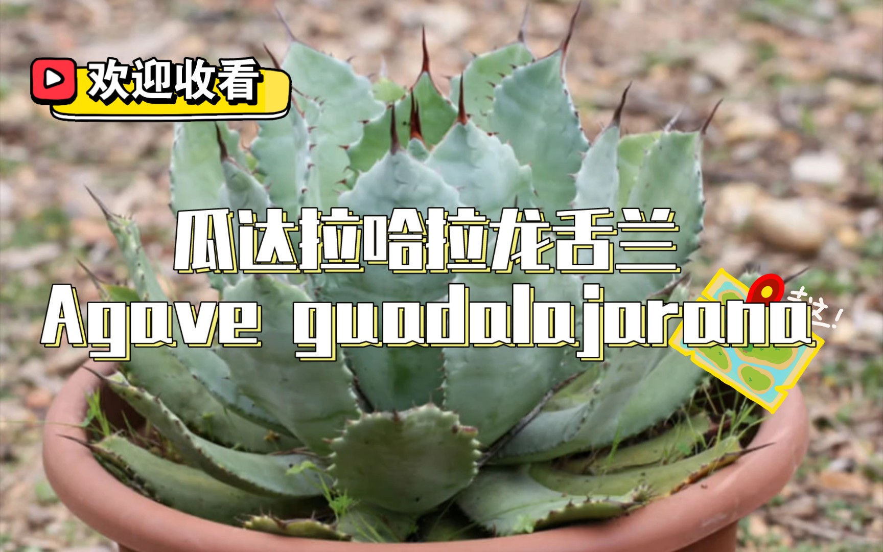 第481弹:布满时间印记的!瓜达拉哈拉龙舌兰Agave guadalajarana哔哩哔哩bilibili