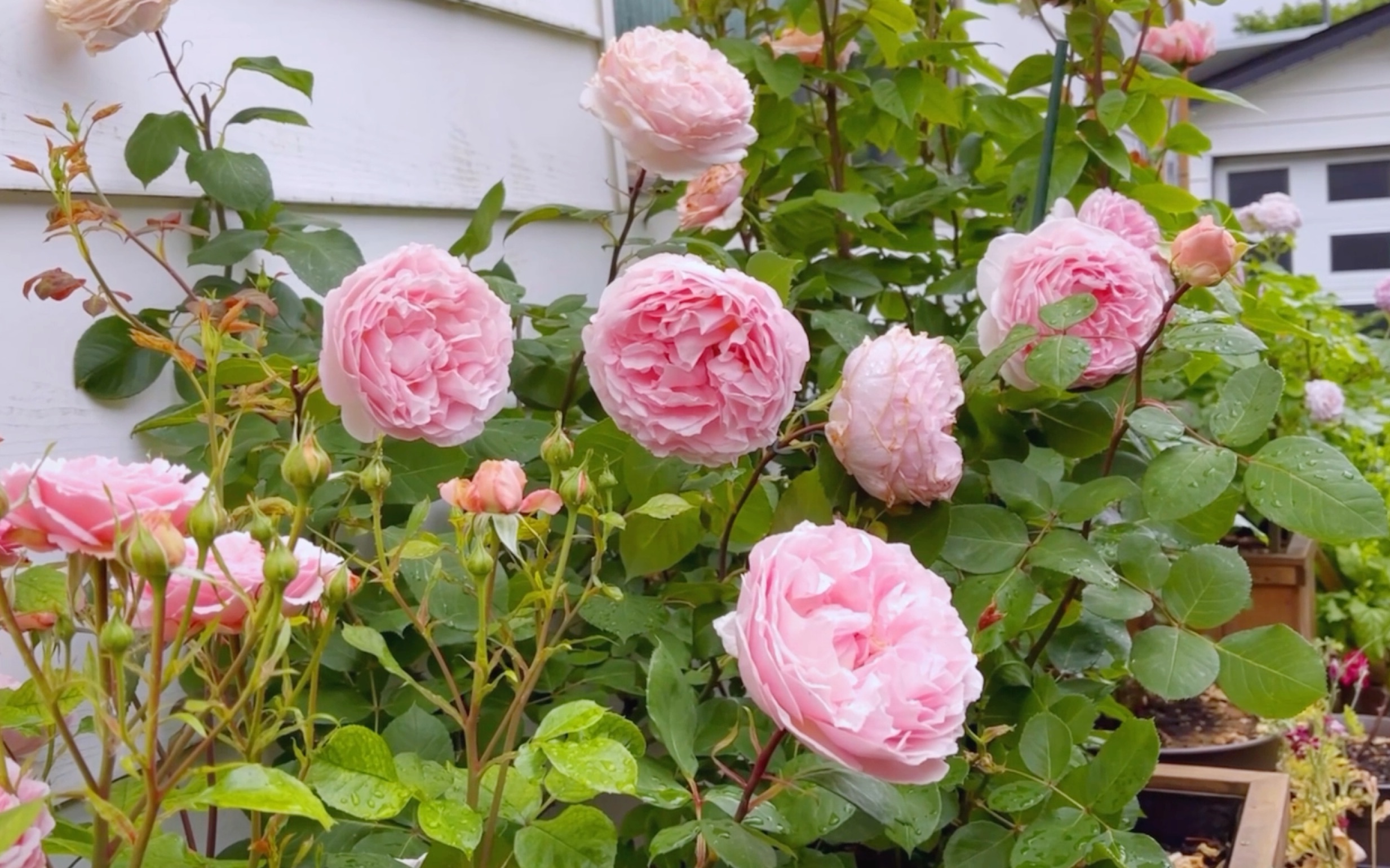 风靡世界的科尔德斯月季