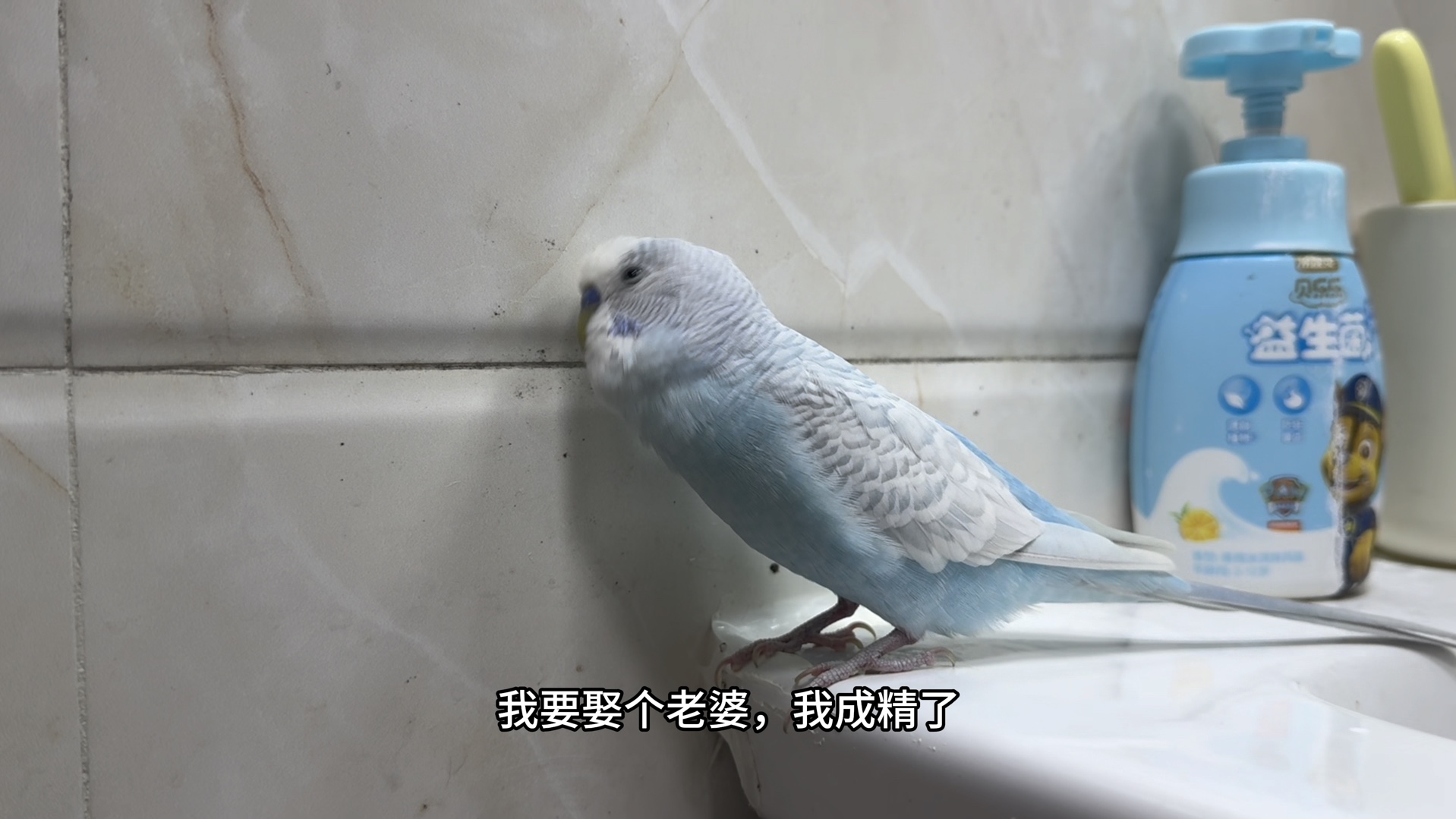 欣赏一下虎皮鹦鹉的单口相声