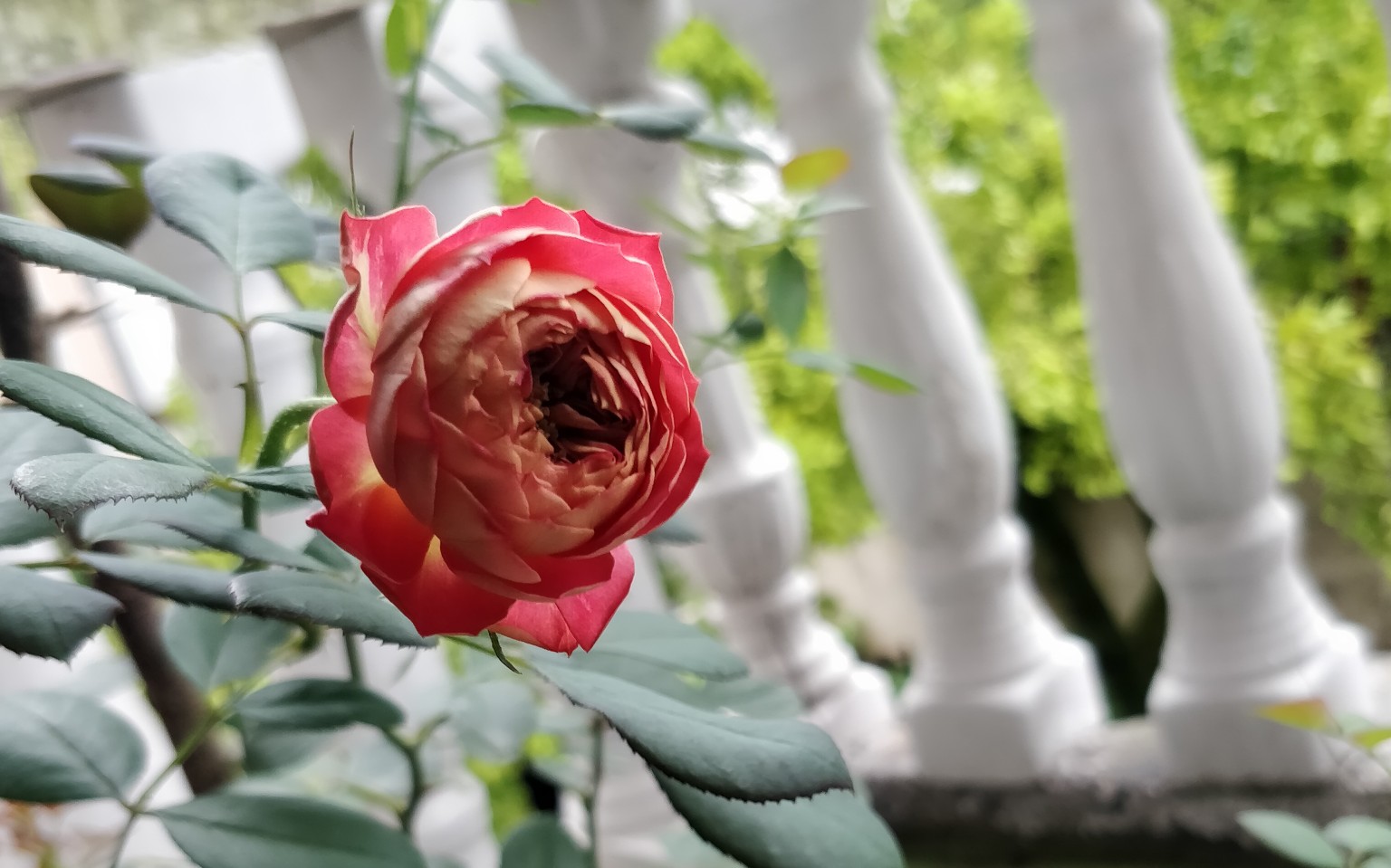 月季藤本浪漫宝贝开花啦超可爱的双色发发