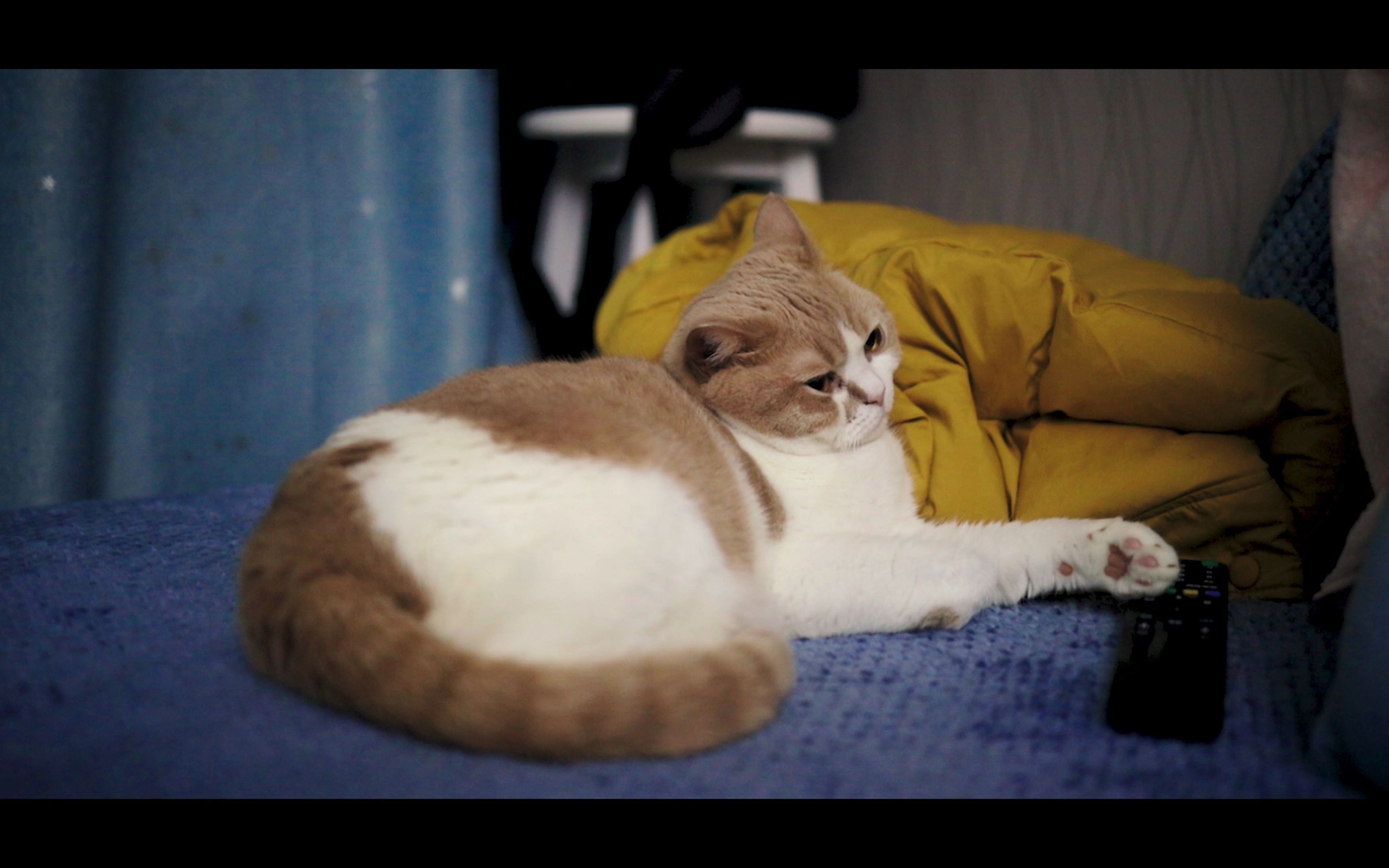 你是画质最好的喵佳能eosr