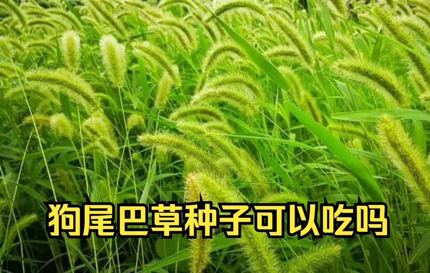 狗尾巴草的种子可以吃吗?狗尾巴草哔哩哔哩bilibili