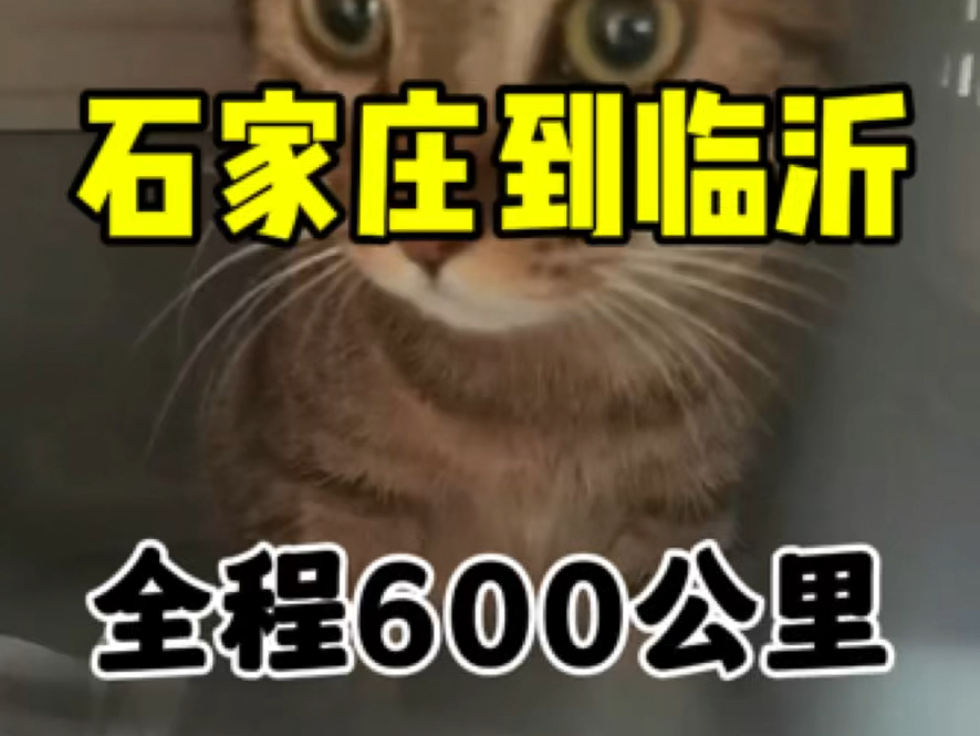 石家庄到临沂宠物托运,全程600公里.上门接送一只小猫咪,不负客户的信任与支持,最终平安到家!哔哩哔哩bilibili