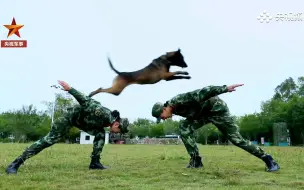 Tải video: 这是一条有“网红梦”的警犬，它的目标是走上狗生巅峰！