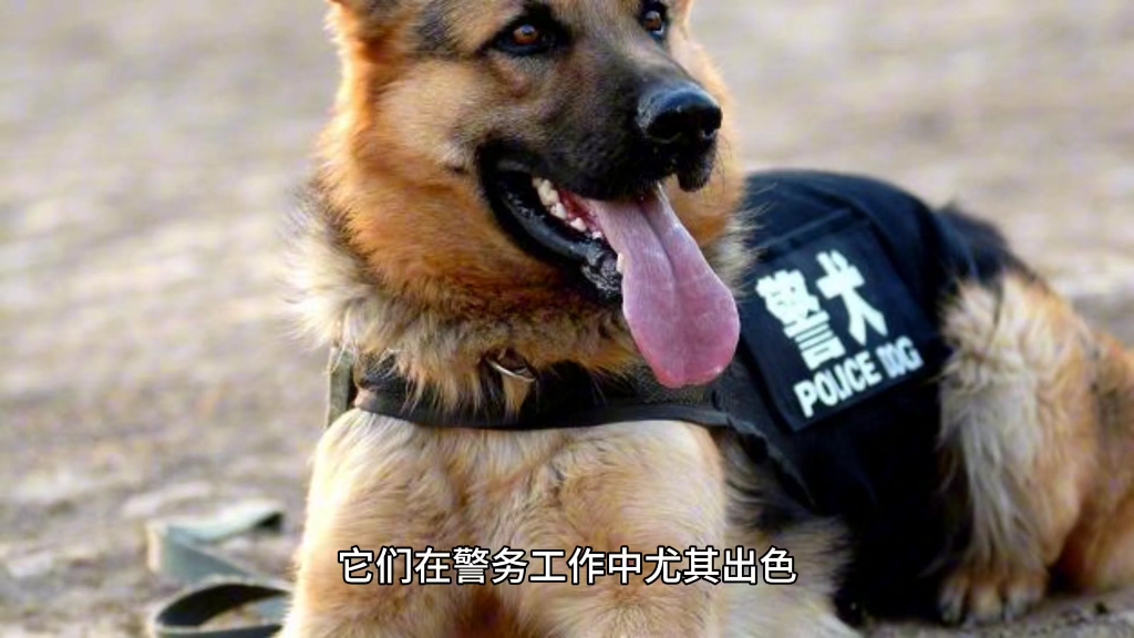 你养过德国牧羊犬吗