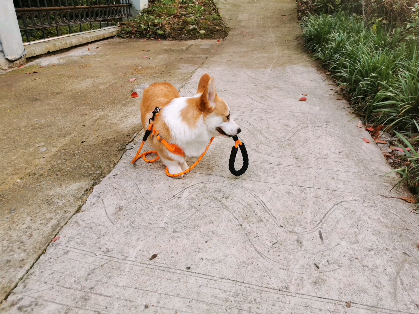 柯基(芒果)新技能,自己遛自己